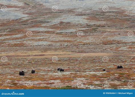 Musk Ox Herd In Autumn Landscape Stock Photo Image Of Eyes Moschatus