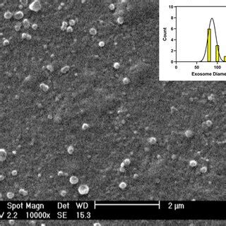 A Fe Sem Of Ha Powder Scale Bar Is M B Fe Sem Of Nha Scale Bar