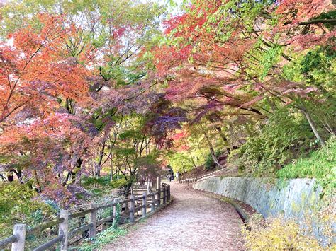 Maple Leaves Forest at Kobe Municipal Arboretum, Late Oct–Early Dec