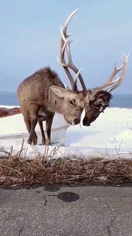 Deer With Another Deers Head Stuck On It Antler Rthatsinsane