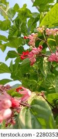 Miss Betel Nut Clerodendrum Thomsoniae Kind Stock Photo 2280353445