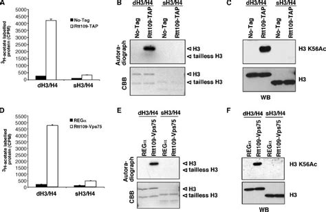 The N Terminal Tail Domains Of H3h4 Tetramers Are Required For