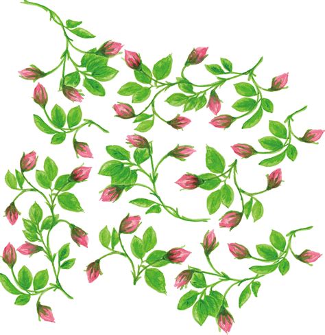 50 Best Ideas For Coloring Flower Vine Png