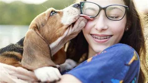 Por qué no deberías dejar que tu perro te lama la cara GRUPO DERF