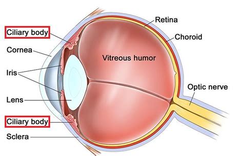 State The Exact Location Of The Following Structure Ciliary Body