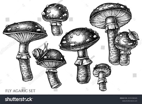 Forest Mushrooms Vintage Vector Illustrations Collection Stock Vector Royalty Free 2155194165