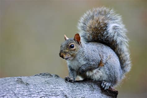 Grey Squirrels British Red Squirrel