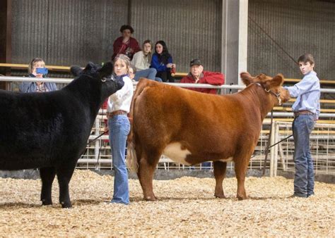 Livestock Show Prep Biosecurity To Reduce The Spread Of Disease