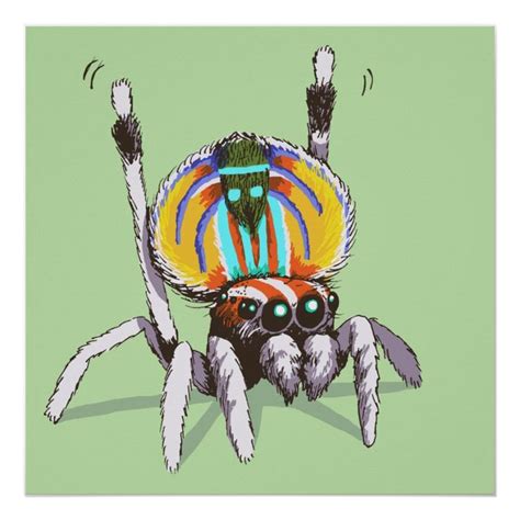 Cute Colorful Peacock Spider Drawing Art Poster | Zazzle | Spider drawing, Spider art, Art drawings