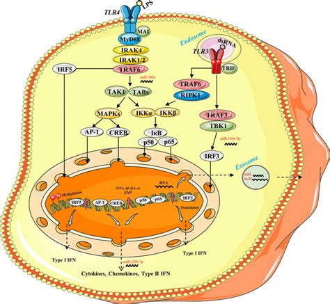 The TLR Signaling Pathway And Its Regulatory Factors In PTB Membranous