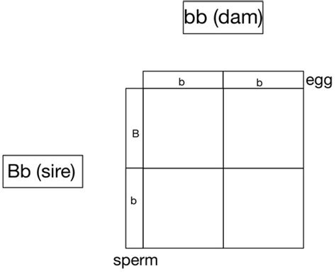 2305 - Punnett Squares and Pedigree Charts Flashcards | Quizlet