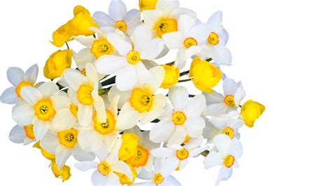 fleurs, éclat, ornement, flowers, tubes, bouquets,