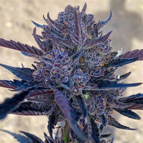 Lord Vader Auto - BULK WHOLESALE MARIJUANA FEM SEEDS