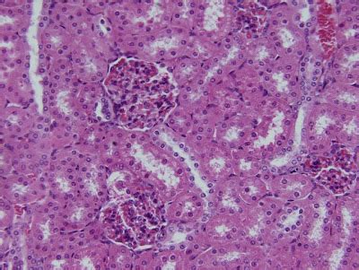 histologia dos sistemas rim regiao cortical