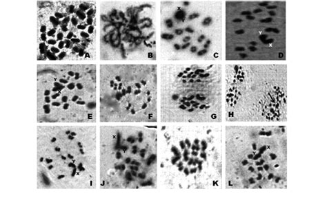 Photomicrographs Of Chromosomes In Male Meiosis Of Arthrosphaera Fumosa