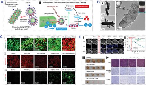 Engineered Photoresponsive Biohybrids For Photodynamic Therapy