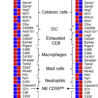 Expression Of Cell Type Specific Immune Cell Markers In MB49 Tumors