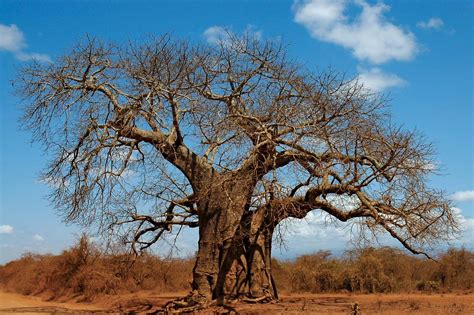 Baobab | Description, Species, Distribution, & Importance | Britannica