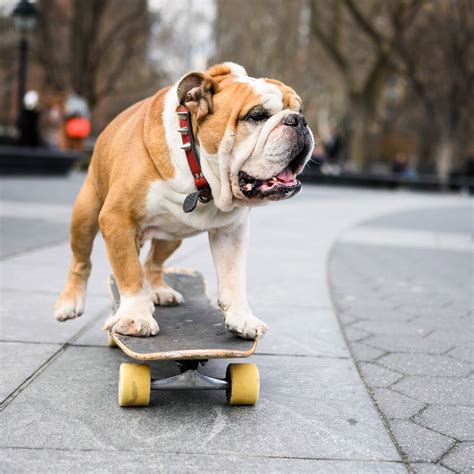 Skateboarding Dog Wallpapers - Wallpaper Cave