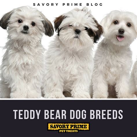 Teddy Bear Dog Breeds - Savory Prime Pet Treats