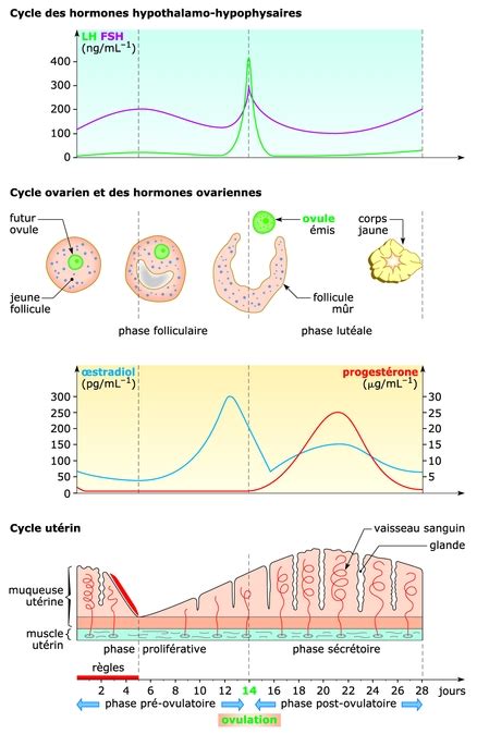 La Régulation Hormonale Des Cycles Féminins [seconde] Exercice N° 69