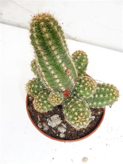 Vente De Plantes Cactuseraie De Creismeas