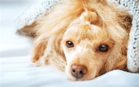 What causes female dogs to experience bleeding? - PetTime