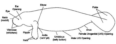 Locomotion - ManateeWorld