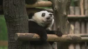 lazy gif panda lazy resting discover share gifs