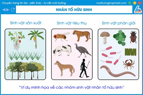 Nhân Tố Sinh Thái Hữu Sinh Khám Phá Sâu Về Vai Trò và Tác Động Đến Hệ