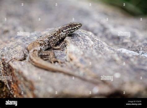 Lizard Shedding Skin Hi Res Stock Photography And Images Alamy