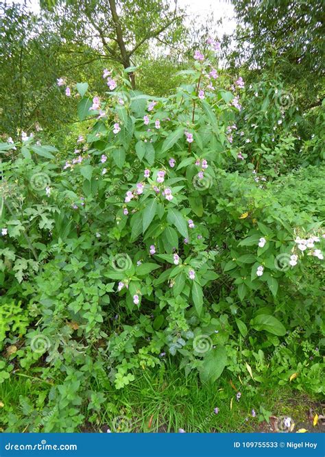 Himalayan Balsam Plant in Flower Stock Image - Image of plant