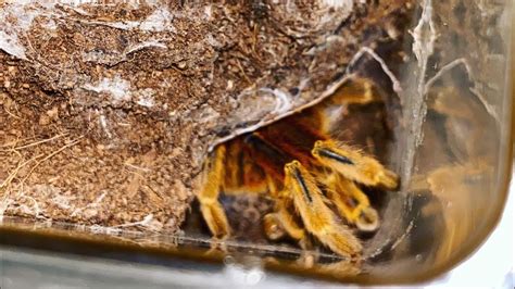 Tarantula Feeding Obt Orange Baboon Tarantula Pterinochilus