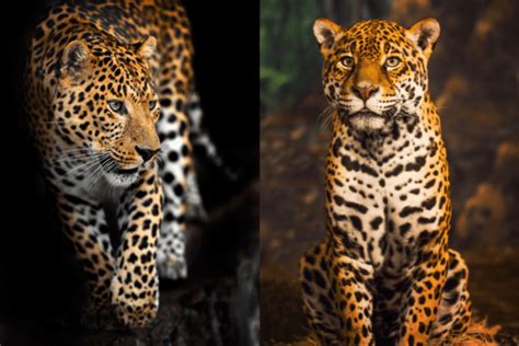 Clash of the Spotted Titans - Leopard Vs Jaguar - Animal Corner