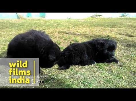 Cute Bhutia Puppies - Himalayan Sheep dogs - YouTube