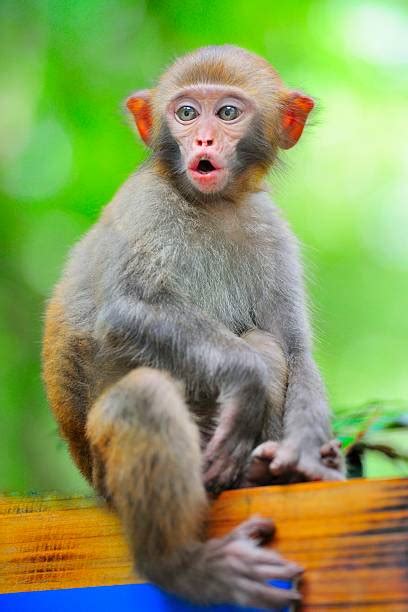 20+ Monkey Chatter Stock Photos, Pictures & Royalty-Free Images - iStock