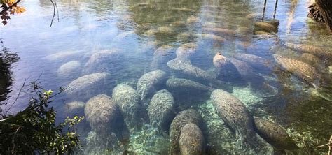 Three Sisters Springs, Crystal River | Roadtrippers