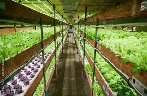 Aisle Between Shelves With Growing Leafy Greens In Agricultural