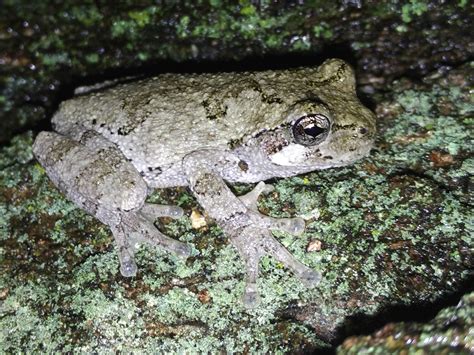 Gray Tree Frog Pet Care Sheet Amphibian Care