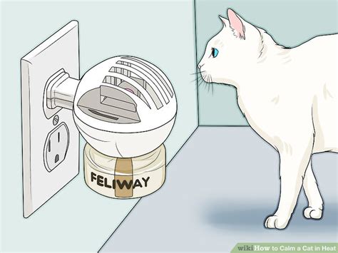 How to Calm a Cat in Heat: 11 Steps (with Pictures) - wikiHow