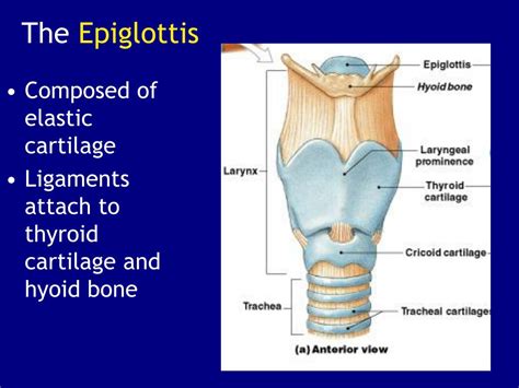 Ppt The Respiratory System Powerpoint Presentation Free Download