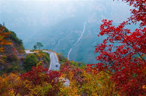 焦作：云台山红叶漫山野 秋景惹人醉