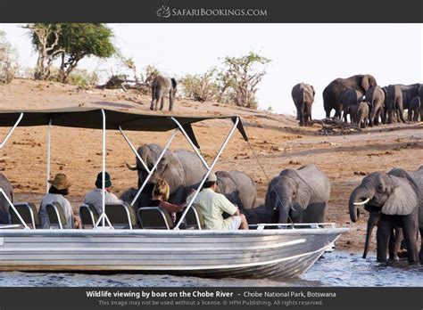 Chobe Photos – Images & Pictures