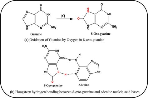 Schematic Representation Of Mechanism Of Oxidation By Oxygen A And