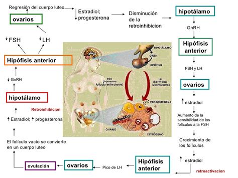 Eje Hipot Lamo Hip Fisis Ovario