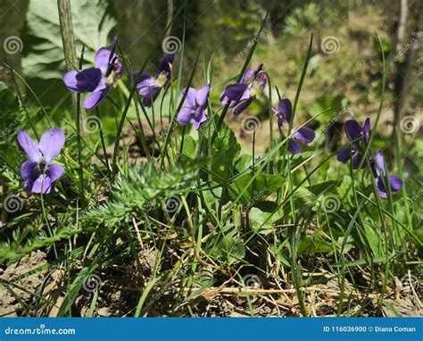 Beautiful Sweet Violet Flowers in the Grass Stock Photo - Image of ...