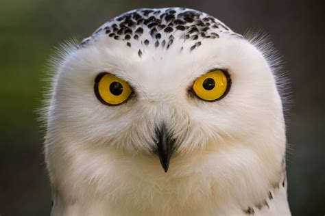 Snowy Owl Facts For Kids 11 Things That May Surprise You About This