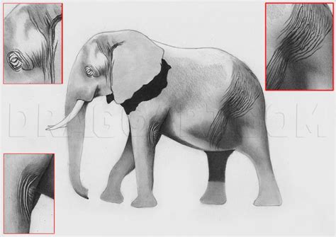 Learn How to Sketch an Elephant: Step-by-Step Drawing Guide