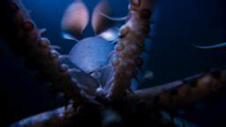 BBC One Blue Planet II Filming Fish That Change Sex