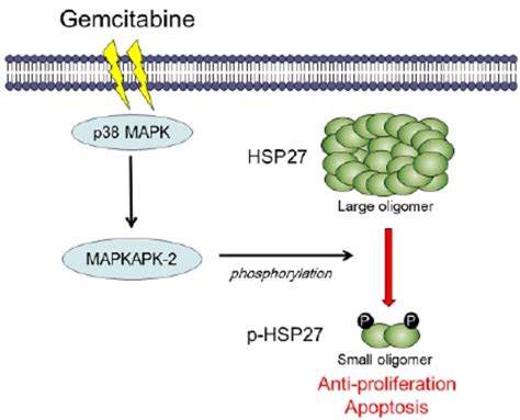 A Schematic Representation Of The Role Of HSP27 In The Sensitivity To